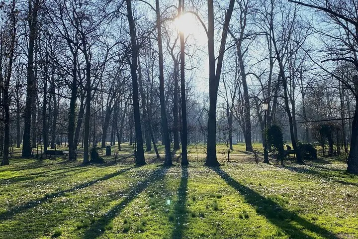 Alti platani che proiettano lunghe ombre nel Parco Ducale di Parma